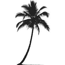 palmera.jpg