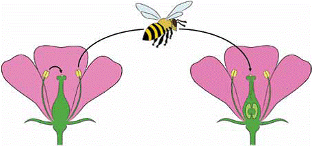 Pollination.gif